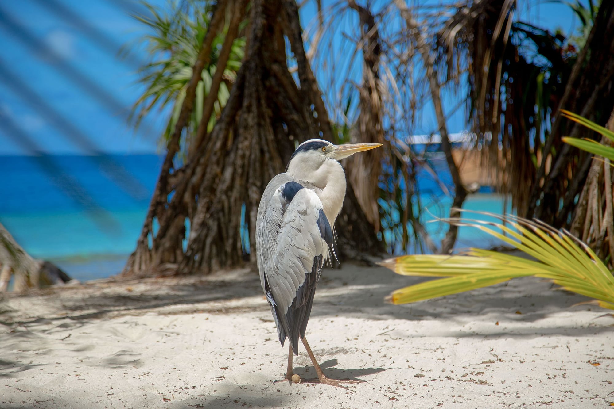 25% off in the US and Bahamas - Marriott Home for the Holidays Promo - Cover Image