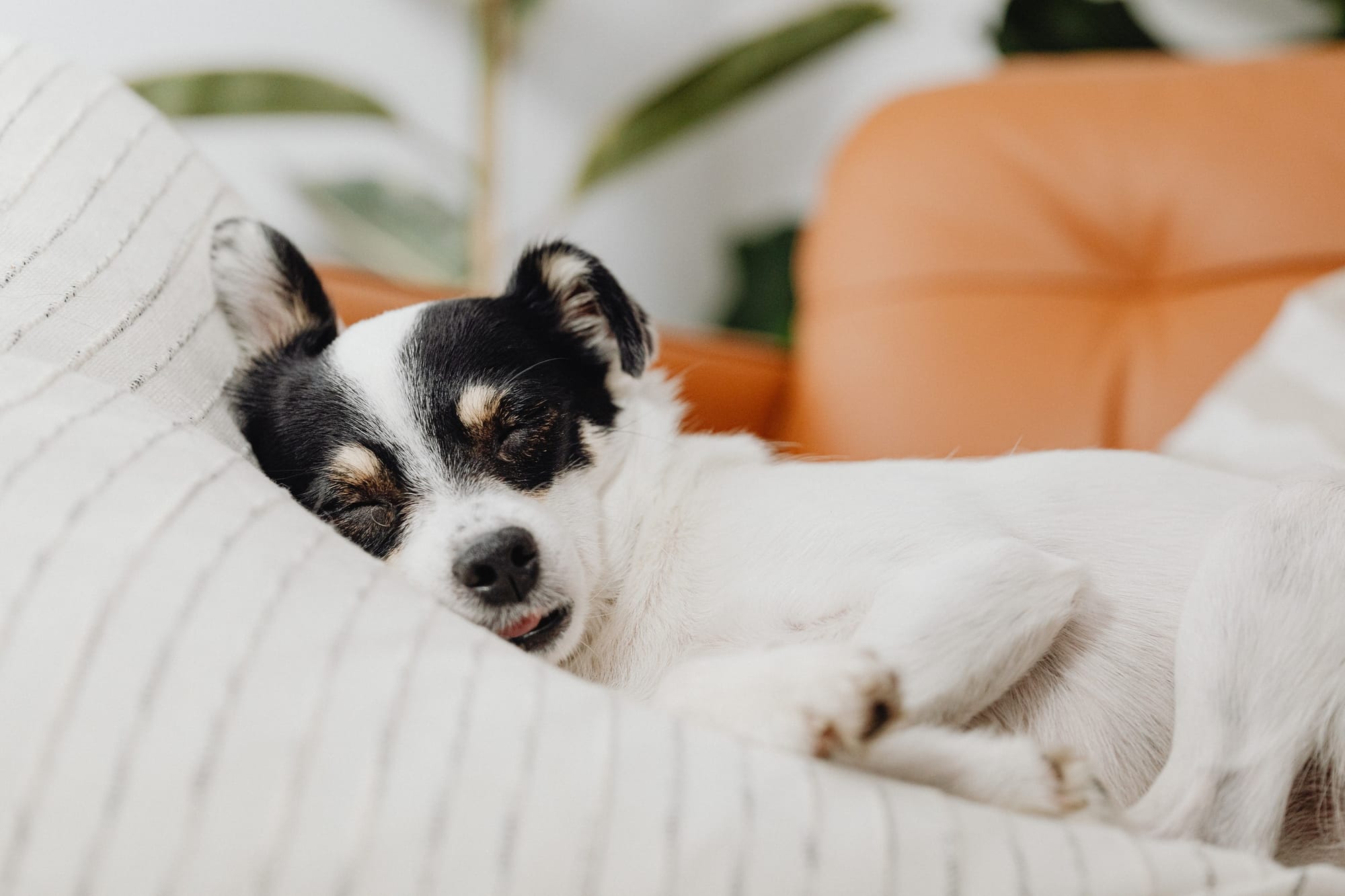 Perks for your pets at Kimpton New Orleans - Cover Image