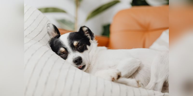 Perks for your pets at Kimpton New Orleans - Cover Image