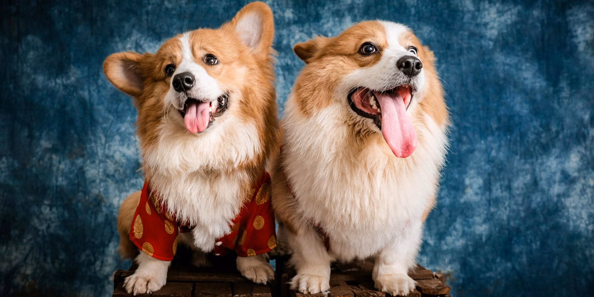 Your guide to pets at Holiday Inn hotels. - Cover Image