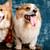Your guide to pets at Holiday Inn hotels. - Cover Image